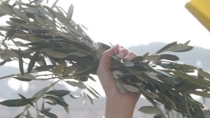 Palme pace